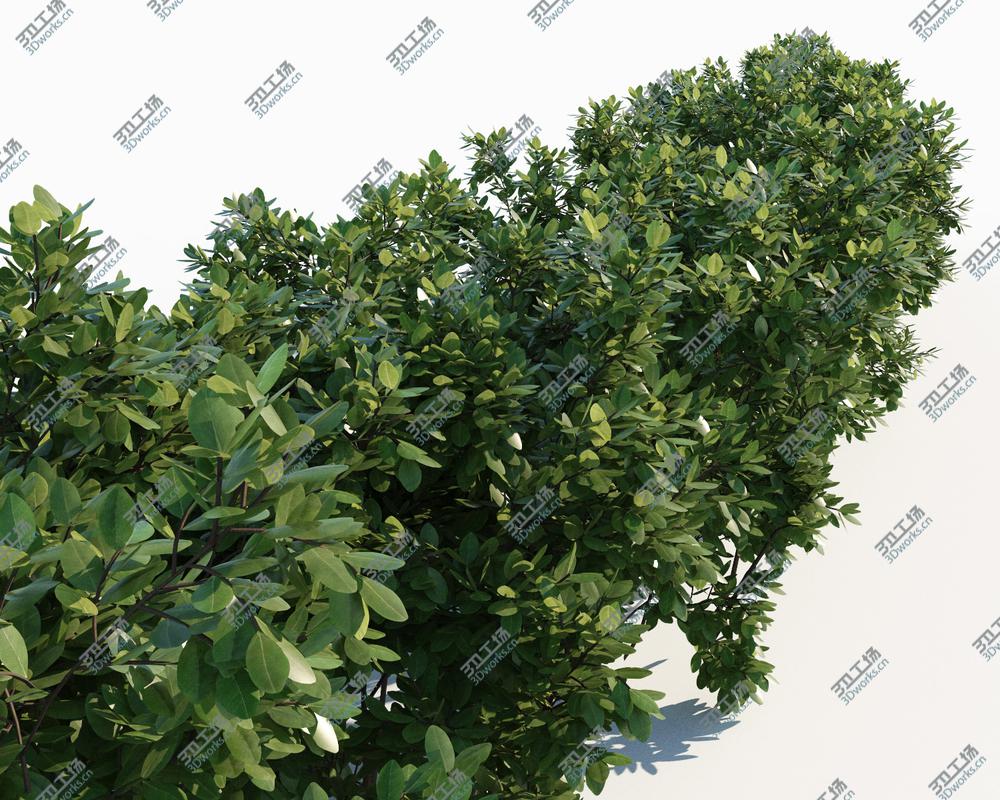 images/goods_img/2021040232/Bushes for Archviz/4.jpg
